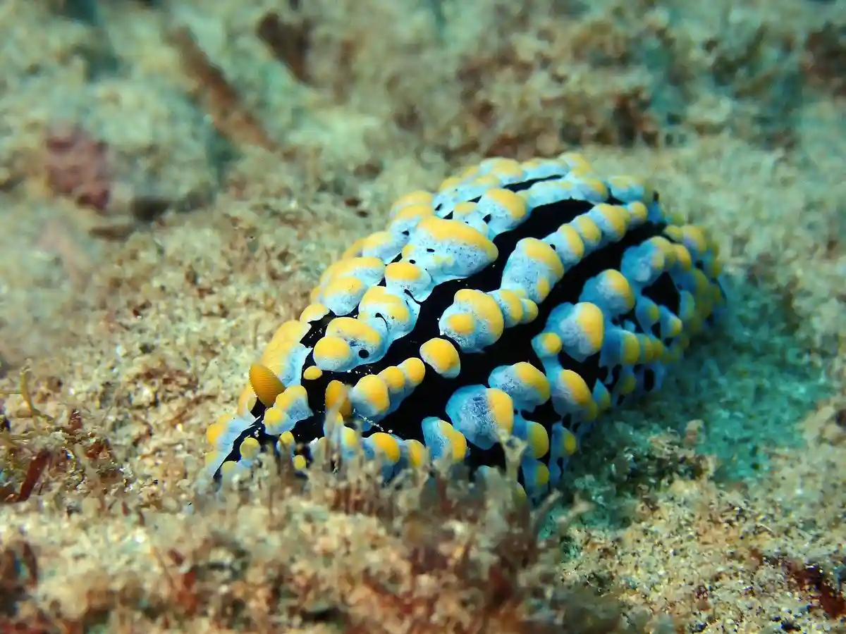 Even More Nudis Coming Your Way! :)