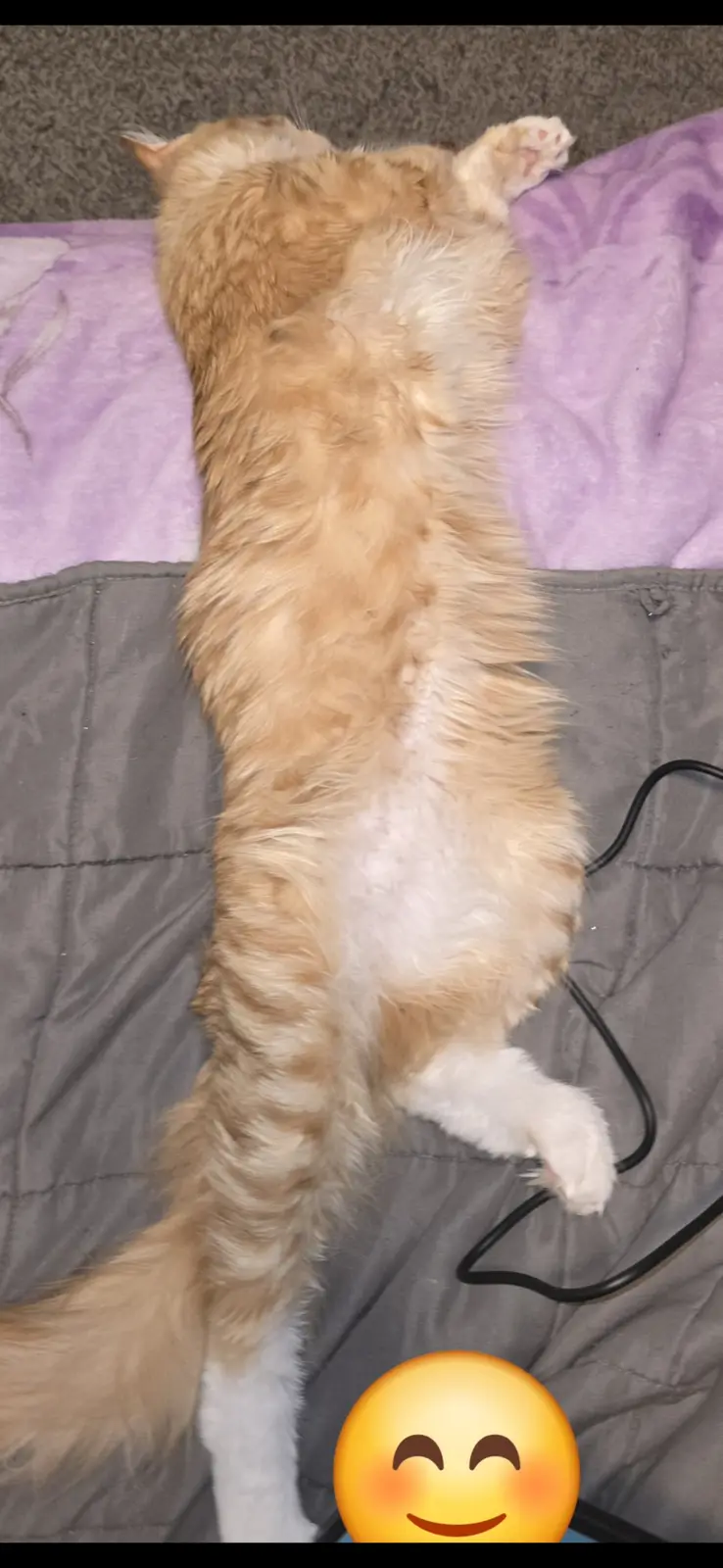 A fluffy orange and white cat is lying on its back on a bed with a purple blanket and gray quilt, exposing its belly and…