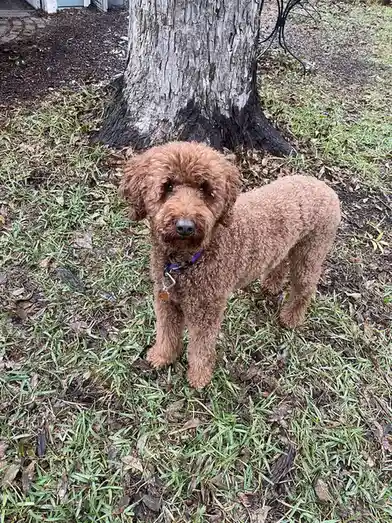A brown, curly-haired dog stands on grass covered with fallen leaves, looking directly at the camera with a serious…
