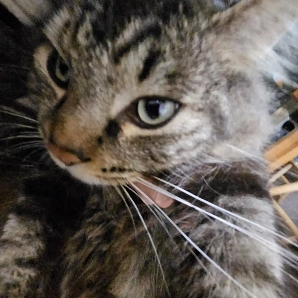 A close-up photo of a tabby cat with green eyes and a slightly open mouth, looking directly at the camera with a calm…