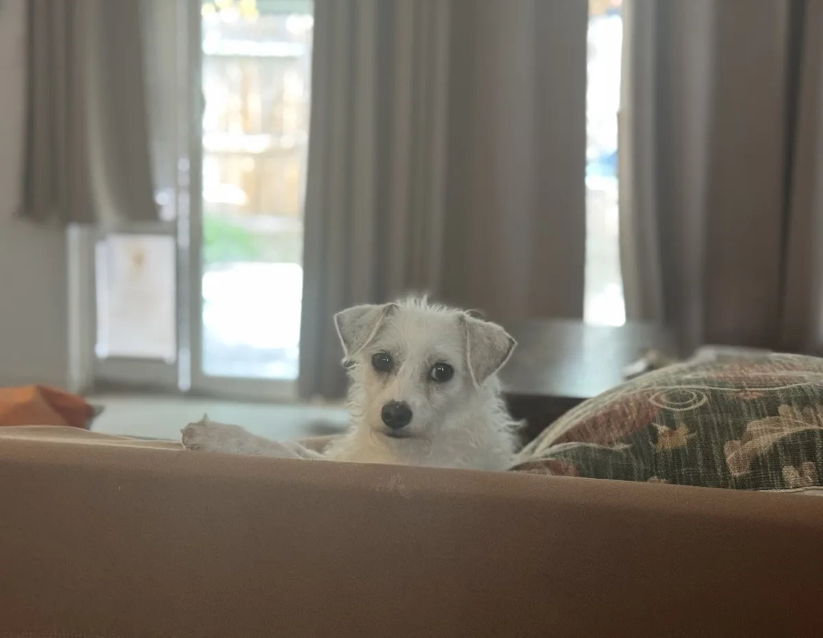 A small, fluffy white dog with dark eyes and a black nose is peeking over the back of a brown couch, looking directly at the…