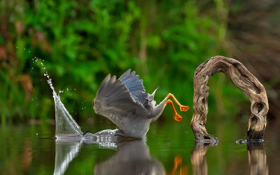A grey bird with orange legs is captured mid-action in water, wings spread and feet kicking up a splash, seemingly startled…