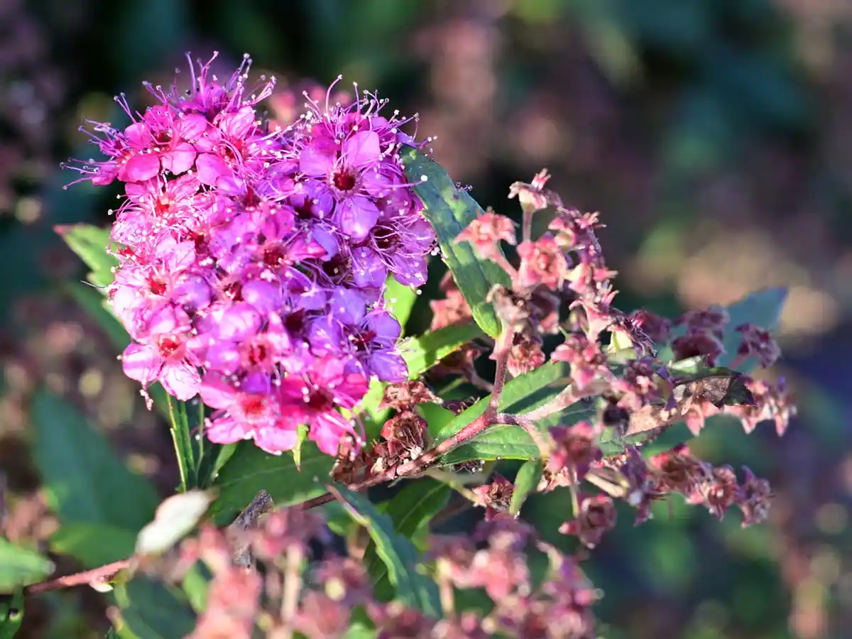 A close-up photograph shows a vibrant cluster of pink and purple flowers with delicate stamens, contrasted against wilting…