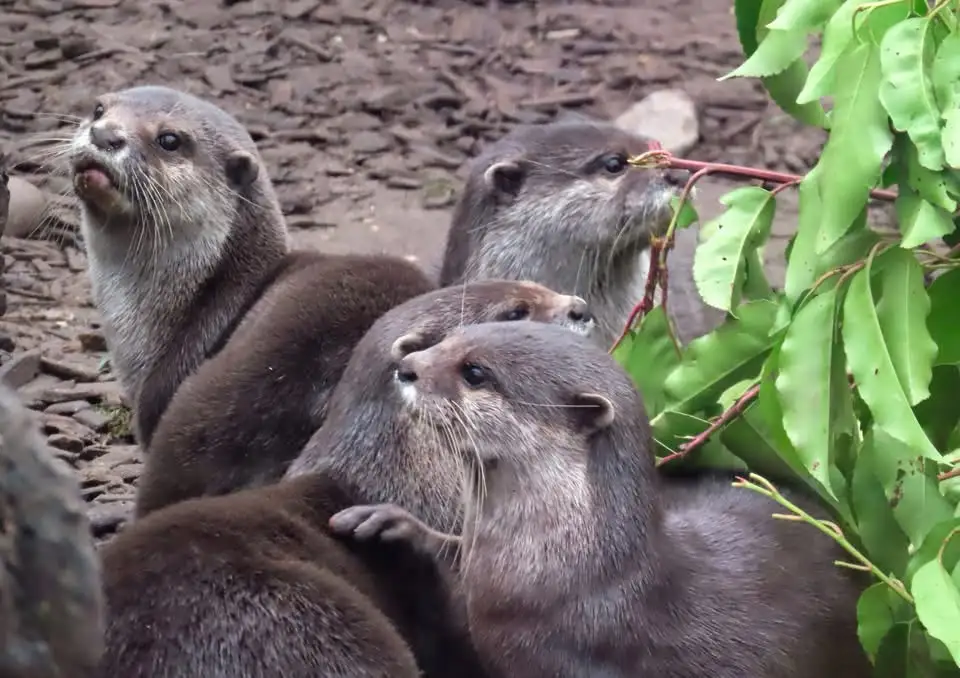 Adorable Otters: Nature's Playful Swimmers