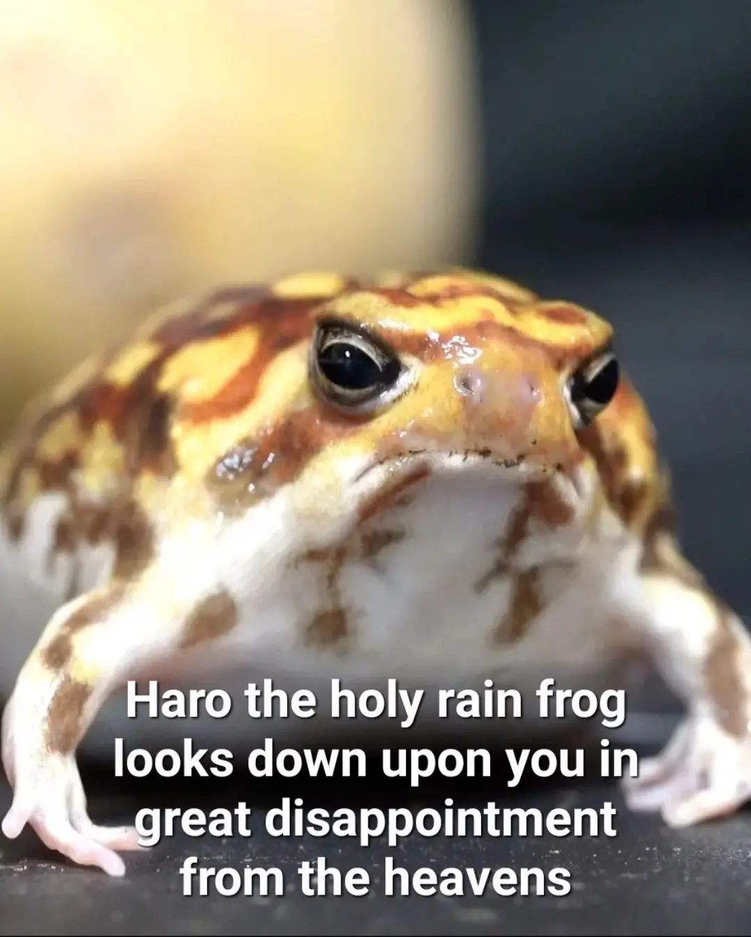 A close-up photo of a plump, patterned frog with a downturned mouth and large, unblinking eyes, giving it a stern…