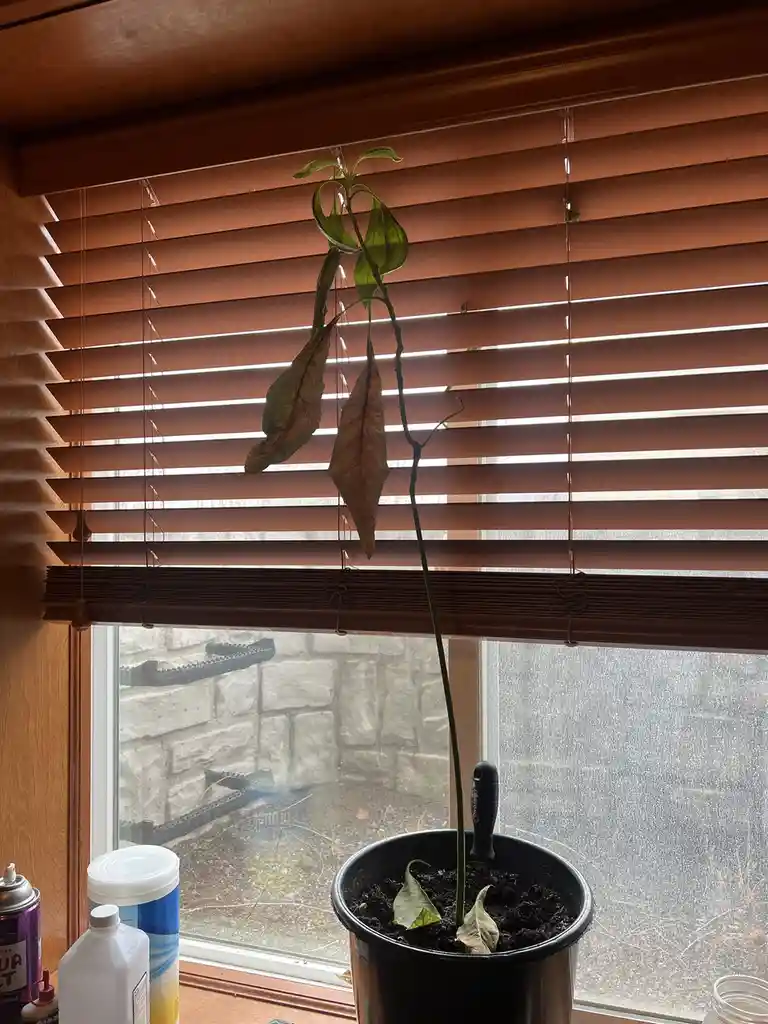 A tall, thin potted plant with mostly brown, wilted leaves hangs from the bottom of partially closed wooden window blinds…