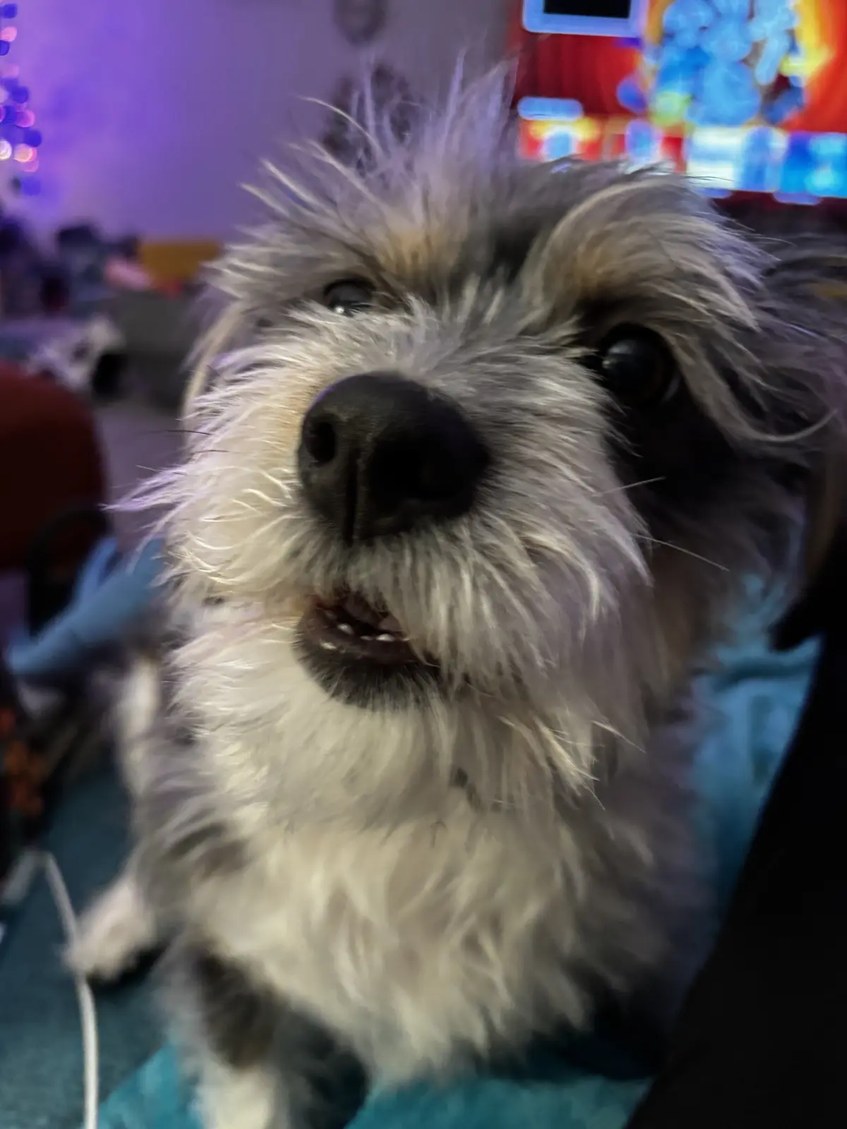 A close-up photo of a scruffy, shaggy dog with a mix of gray, white, and tan fur, looking directly at the camera with its…