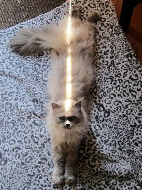 A fluffy, long-haired cat lies stretched out on its back on a leopard-print blanket, with a bright sunbeam shining down its…