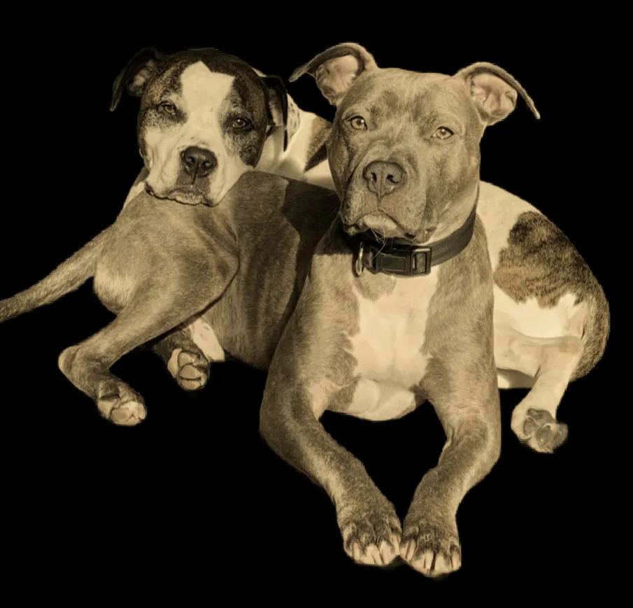 Two pit bull-type dogs are lying down against a black background, one in front of the other. The dog in the front wears a…