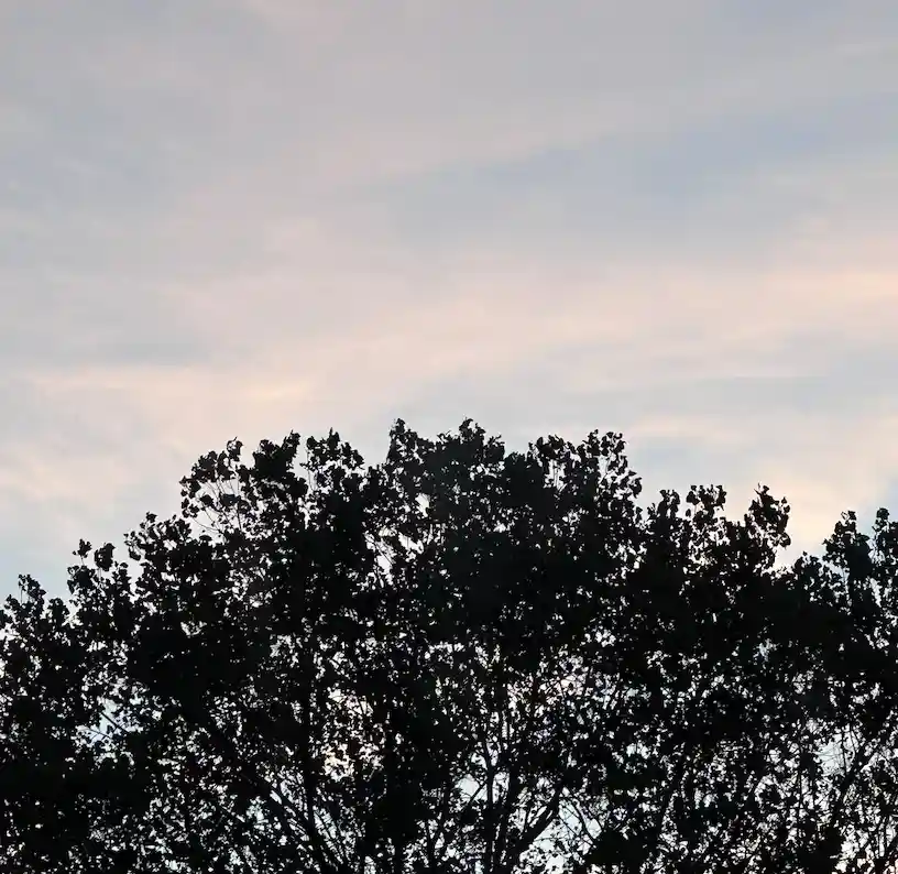 Just a Tree: Nature's Simple Beauty