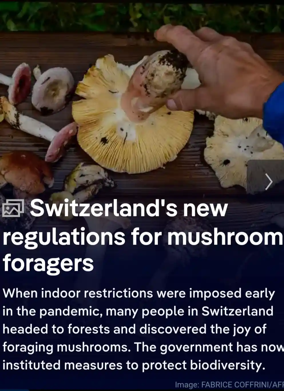 A hand holds a large yellow-gilled mushroom over a wooden surface with other assorted mushrooms scattered around. Overlaid…