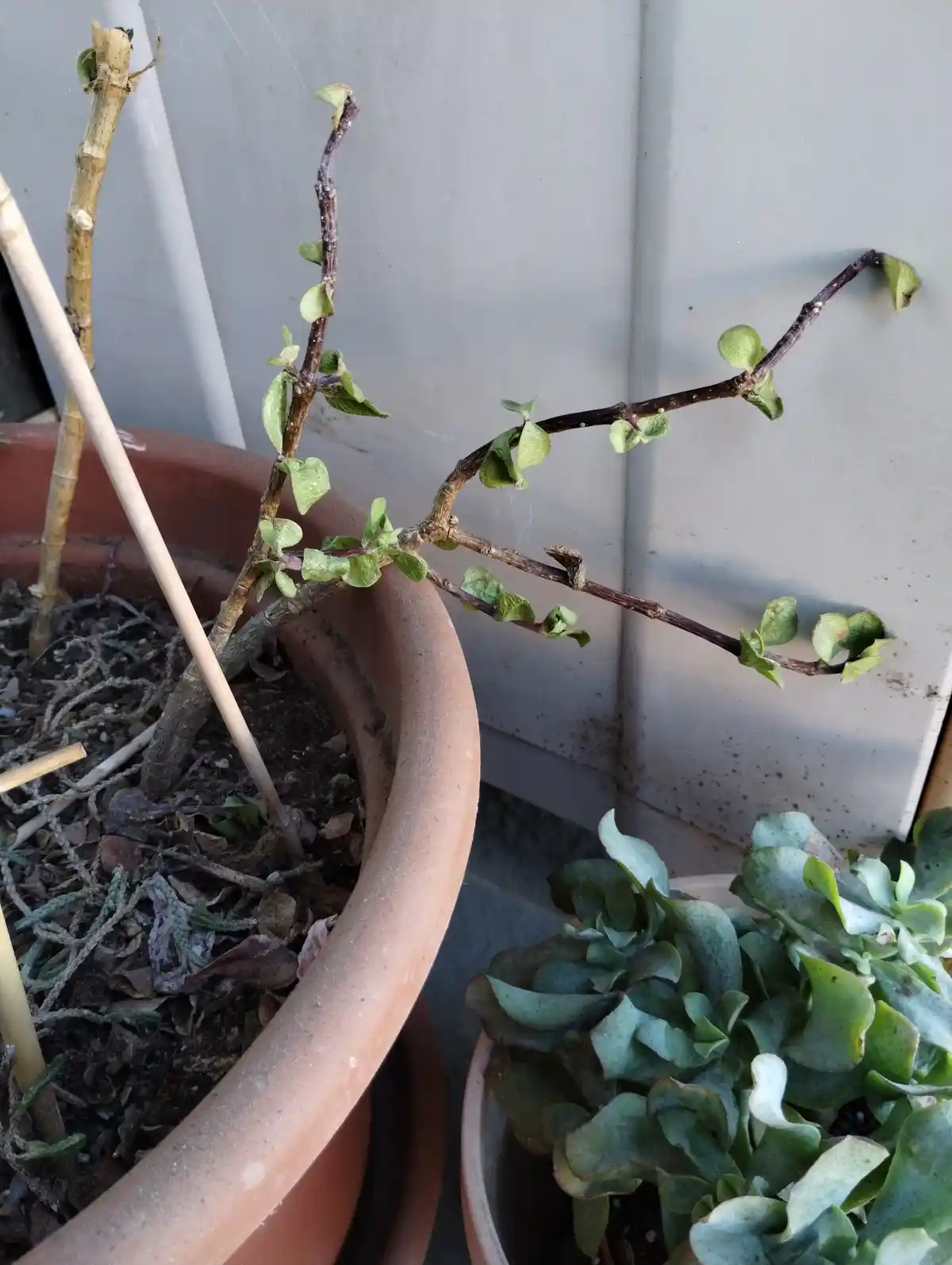 A close-up photo shows a potted plant with thin, mostly bare branches and sparse, wilted green leaves, leaning against a…