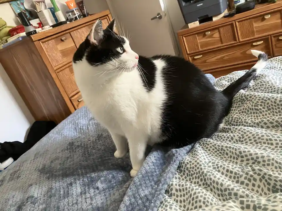 A black and white cat sits upright on a bed with patterned blankets, looking off to the side with a calm, slightly aloof…