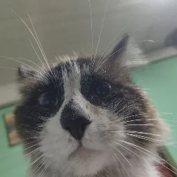 A close-up photo of a cat with wide, expressive eyes and a slightly open mouth, looking directly at the camera. The cat has…