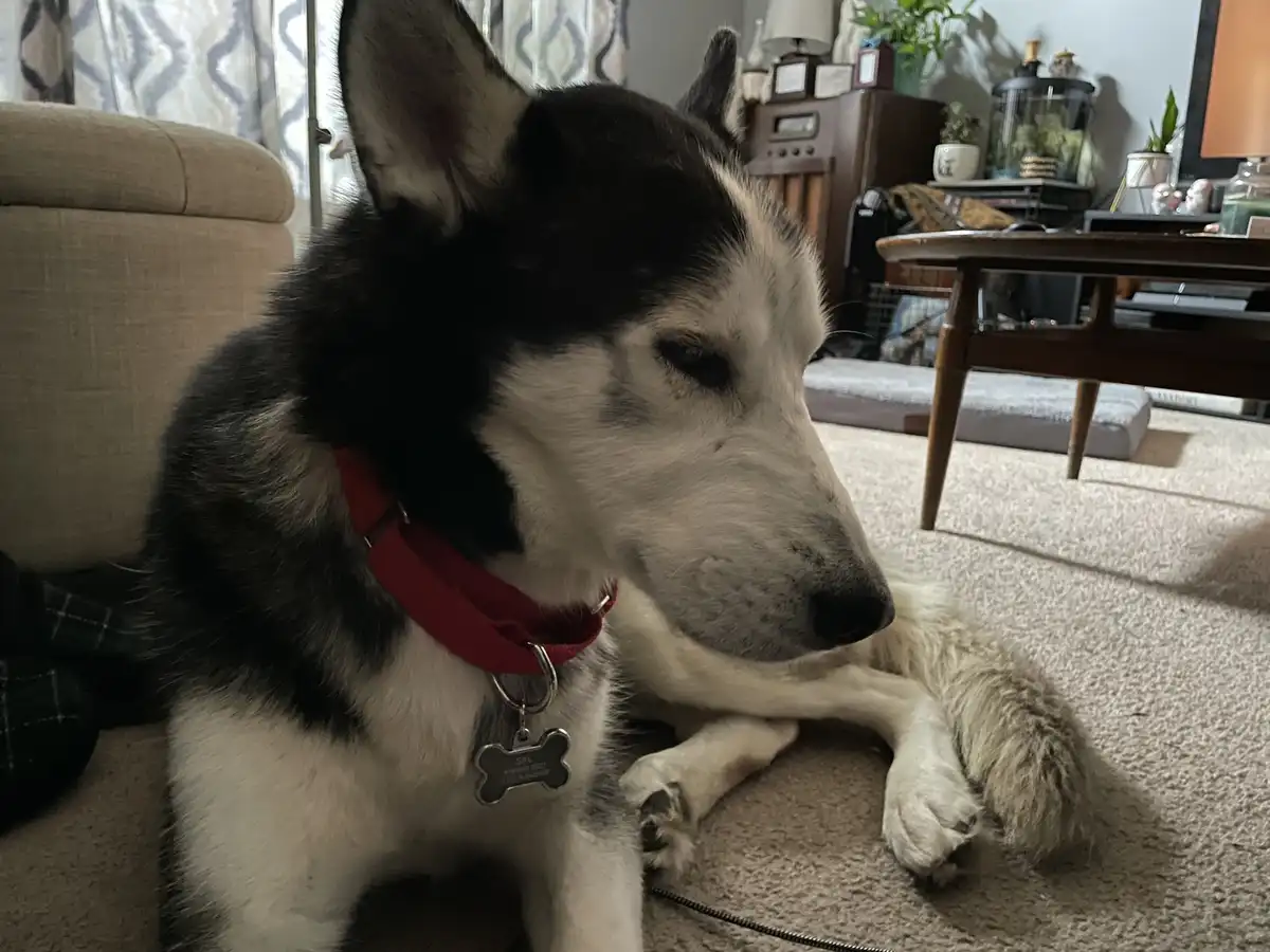 A black and white husky dog with a red collar and bone-shaped tag sits on a beige carpet in a living room, looking tired and…