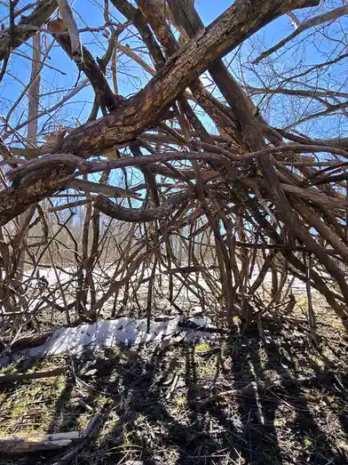 A low-angle photo shows a dense, chaotic structure made of interwoven bare tree branches forming a crude shelter in a snowy…