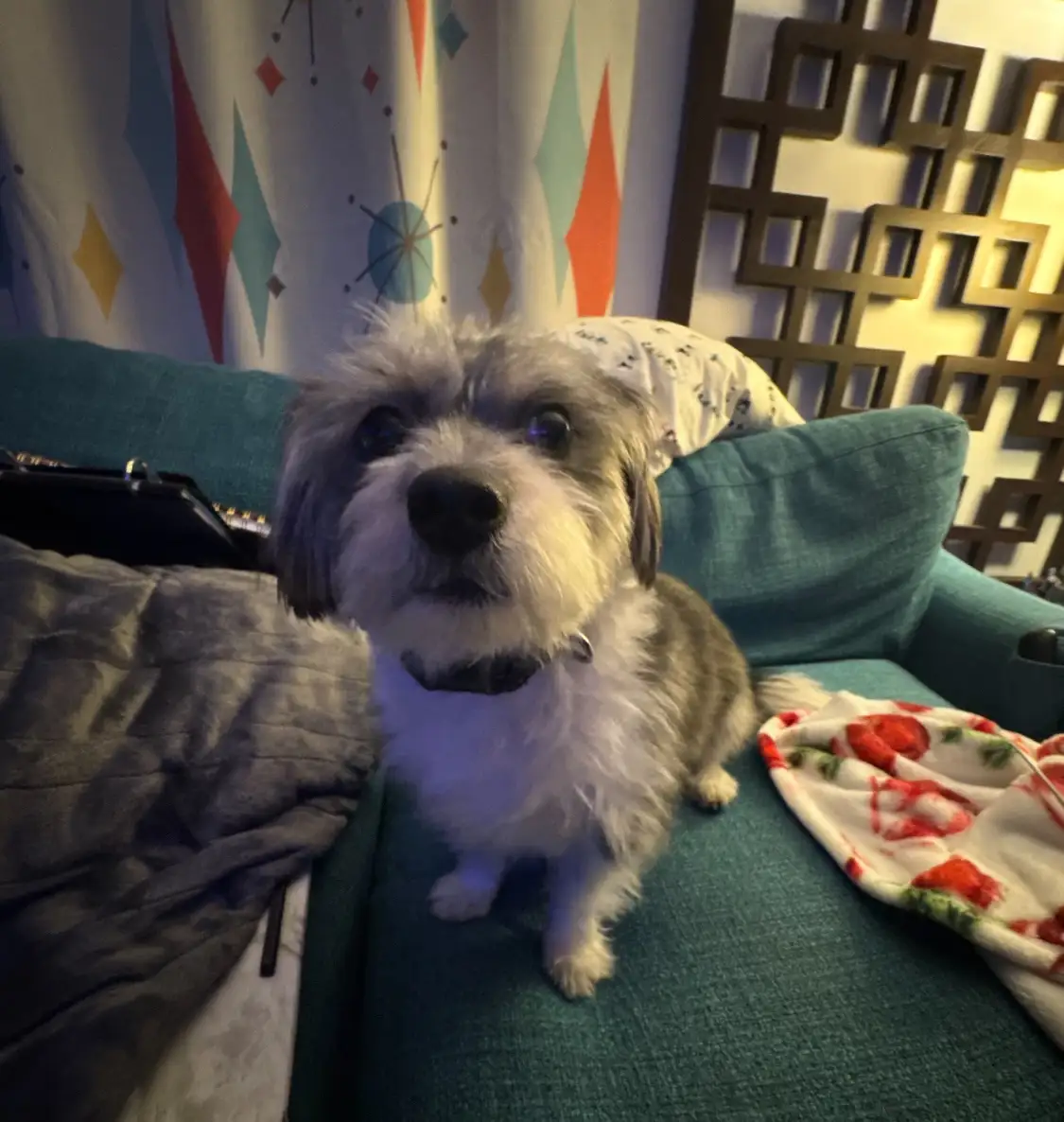 A small, shaggy dog with wide, innocent eyes sits upright on a teal couch, looking directly at the camera. The dog has a mix…