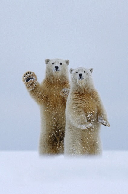Two polar bears stand upright in a snowy, overcast landscape, both raising one paw as if waving. Their fur is light-colored…