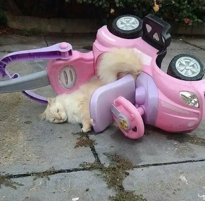 A fluffy, light-colored cat is sleeping soundly on its side, nestled against the overturned pink and purple plastic toy car…