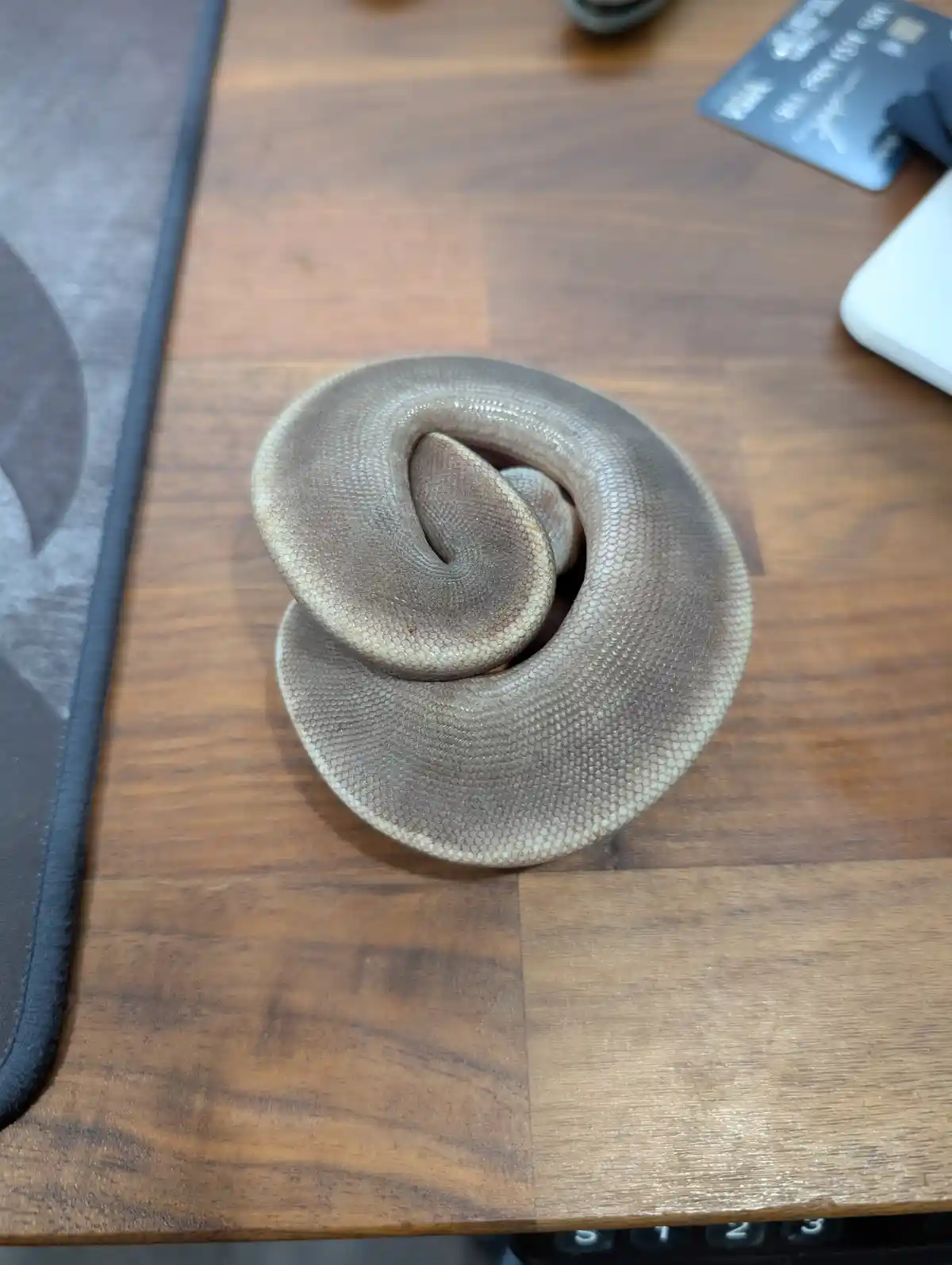 A light brown snake is coiled tightly into a neat spiral on a wooden desk, with a keyboard, mousepad, and credit card…