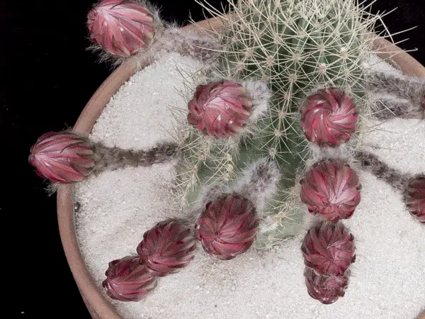 A six-panel image sequence shows a cactus progressing from closed pink buds to fully bloomed vibrant purple flowers, with…