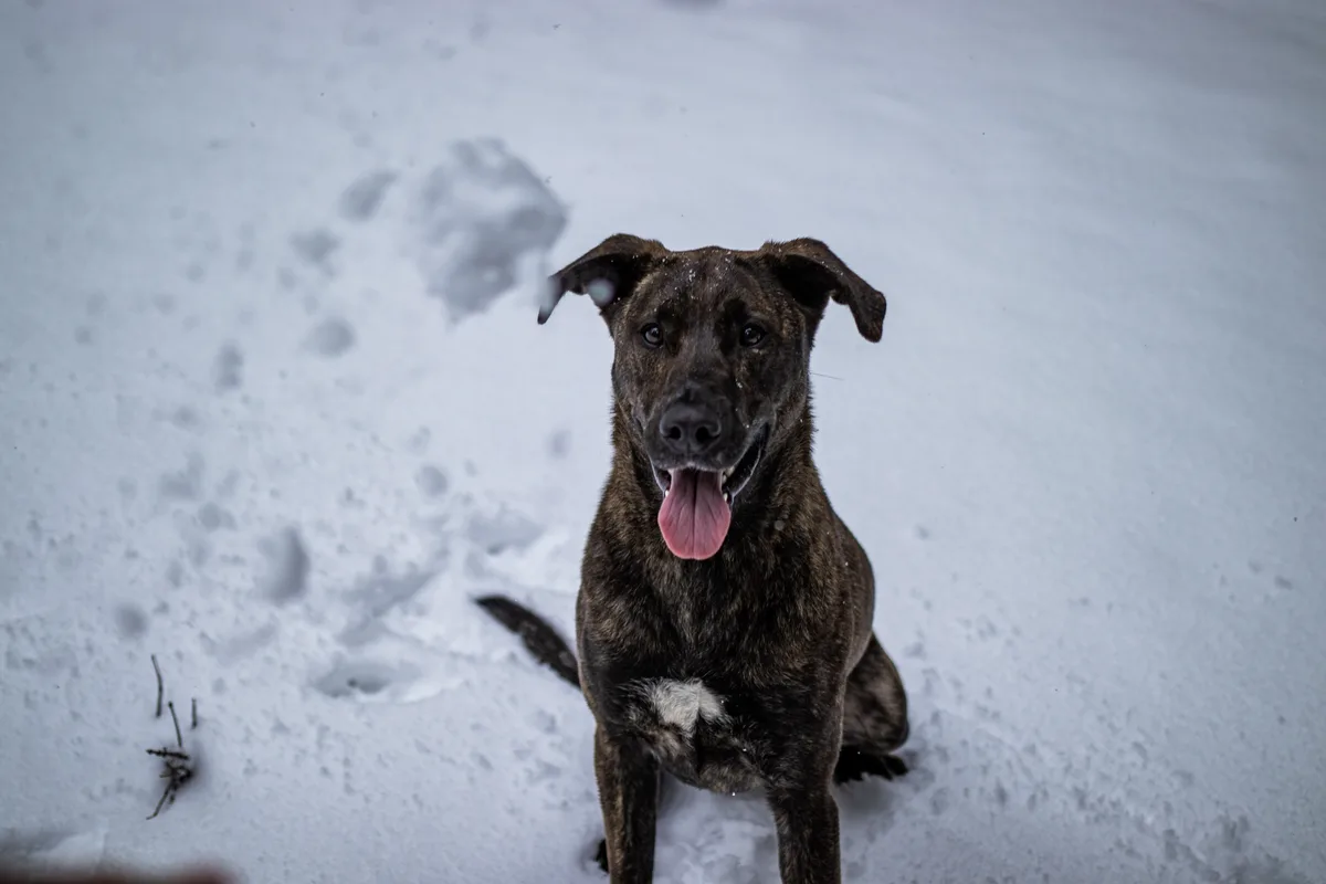 A brindle-colored dog with floppy ears and a pink tongue sits happily in deep snow, looking directly at the camera with a…
