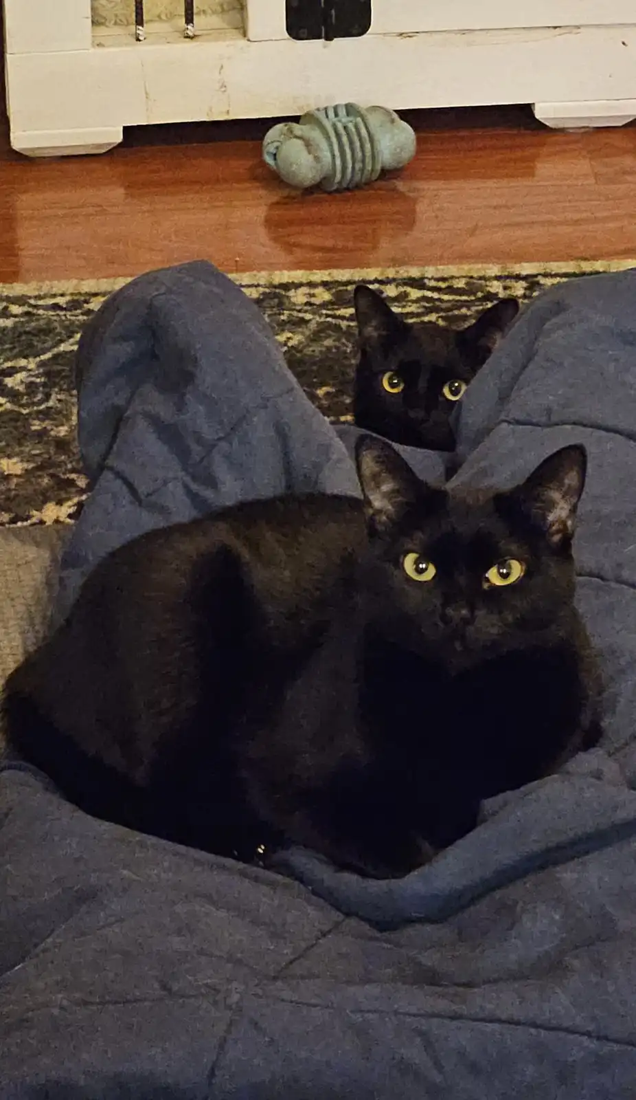 Two black cats with bright yellow eyes are nestled in a person's blue jeans, one in the foreground and one peeking from…