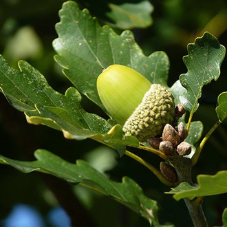 Fascinating Facts About Acorns You Didn't Know