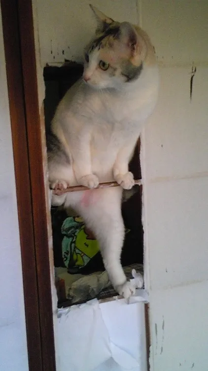 A white and gray cat is perched precariously on a narrow wooden beam inside a partially demolished wall opening, looking…