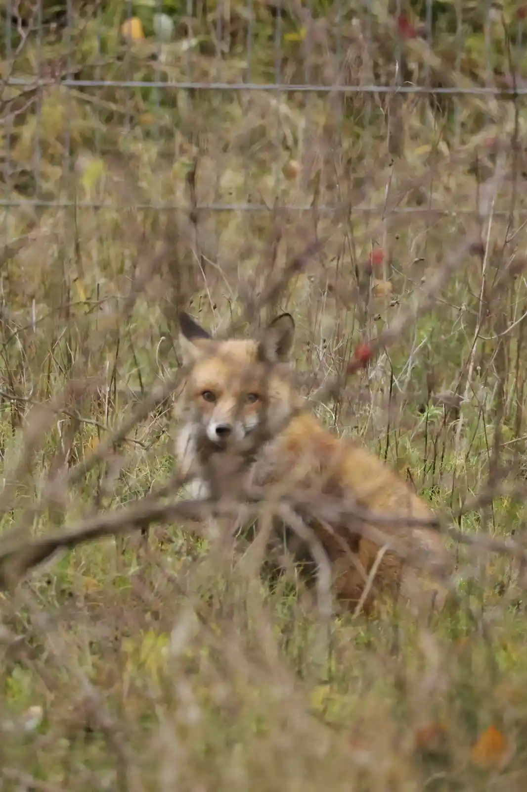 Nature's Wonders: Buzzard Outsmarted by Crows and a Fox