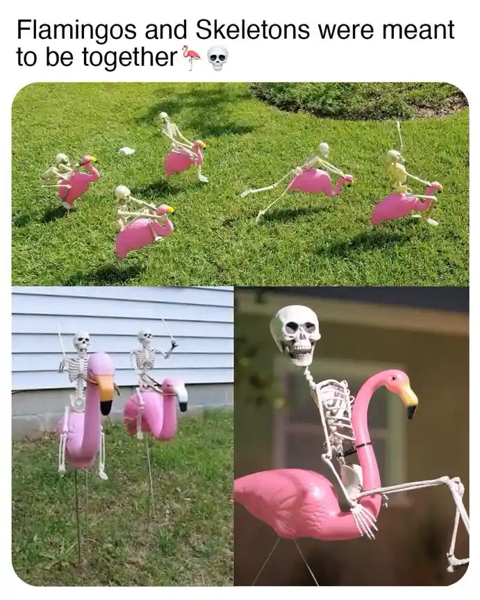 The image displays three photos of plastic skeletons riding pink flamingo lawn ornaments. The top photo shows multiple…