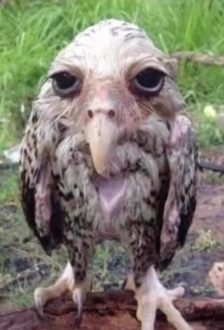 A close-up photo of a wet, fluffy bird with large, expressive eyes and a slightly open beak, standing on a branch in a…