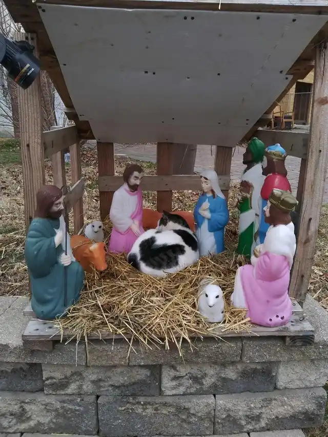 a black and white cat is curled up sleeping in the middle of an outdoor nativity scene, nestled in hay among plastic…
