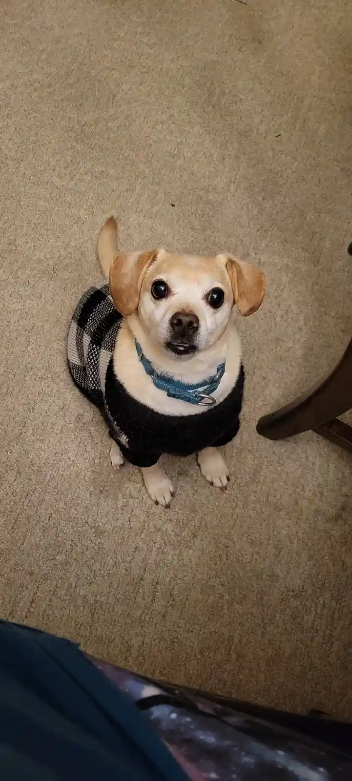 A small, light-colored dog with floppy ears and large dark eyes sits on a beige carpet, looking up at the camera. It wears a…