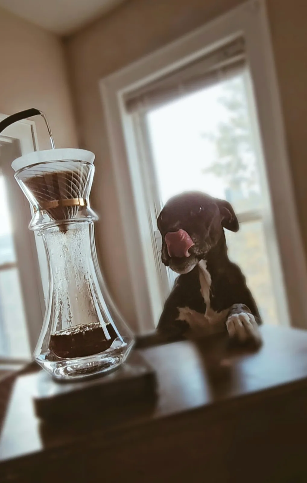 A black and white dog with its tongue out is leaning on a counter next to a glass pour-over coffee maker as hot water drips…