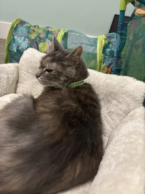 A fluffy gray cat sits curled up on a white pet bed, looking away with a bored expression. It wears a green collar and is…