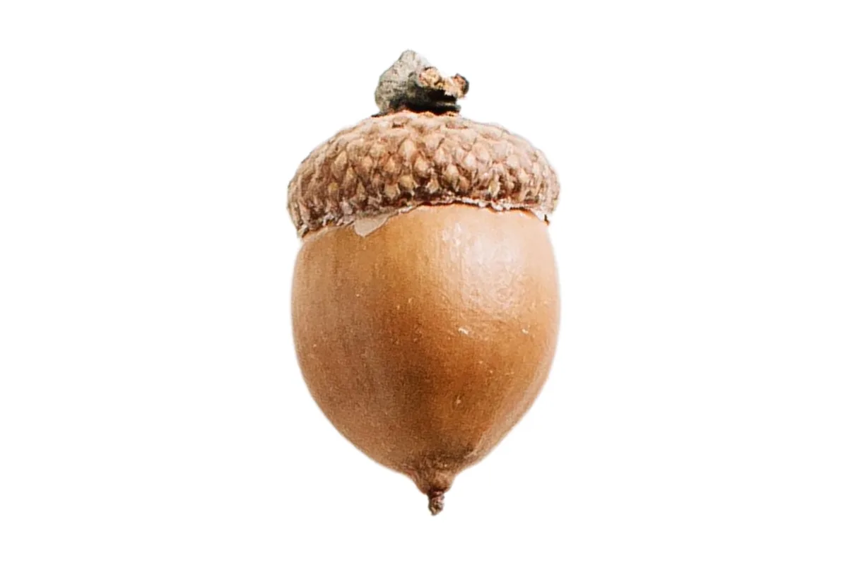 A single acorn is centered against a plain black background, showing its smooth brown body and textured cap. The overlaid…