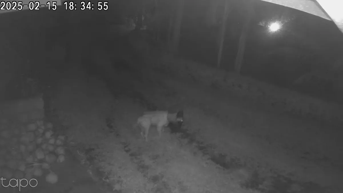 A grainy, black-and-white night vision security camera image shows a dog standing in a yard, wearing a headlamp that emits a…