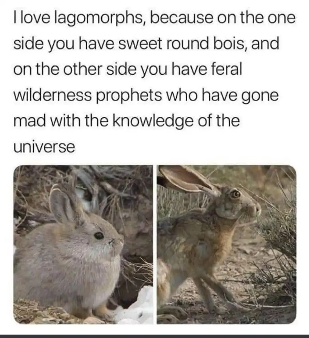 Yet Another Adorable Animal Compilation
