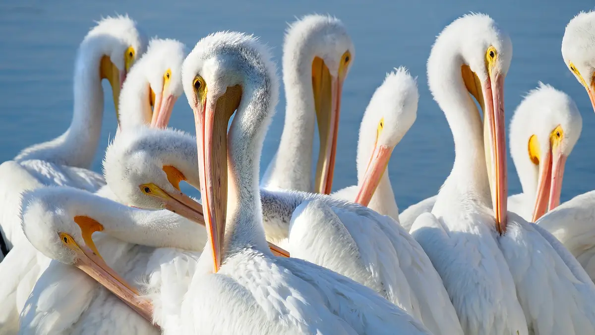 Meet the American white pelican, a masters of food thievery, snatching seafood from terns, herons, and other seabirds…