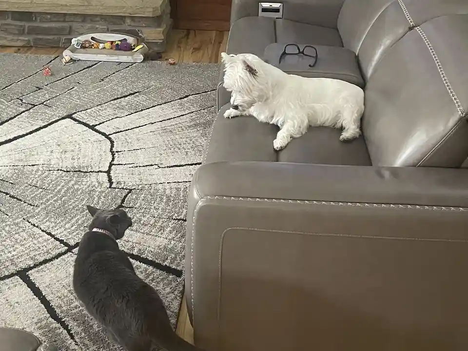 A small white dog lies relaxed on a gray leather couch, while a gray cat stands on a patterned rug nearby, looking up at the…