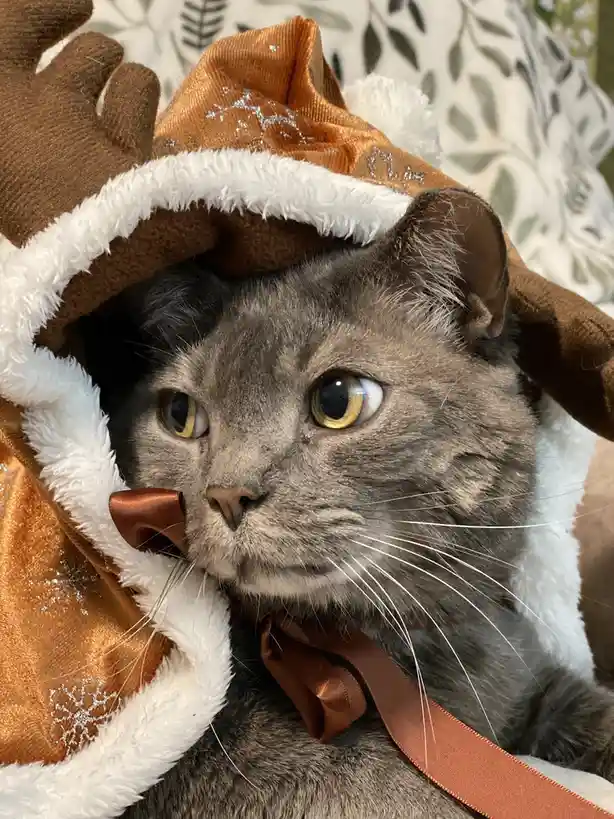 A gray cat with wide, unimpressed eyes is wearing a brown and white reindeer costume with antlers and a bow, looking…