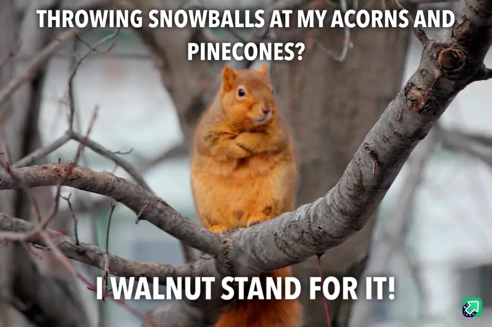 A Squirrel's Disagreement Over Acorns and Pinecones