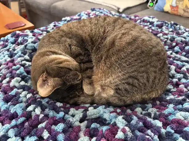 A brown tabby cat is curled into a tight ball, sleeping soundly on a colorful, textured blanket with blue, purple, and white…