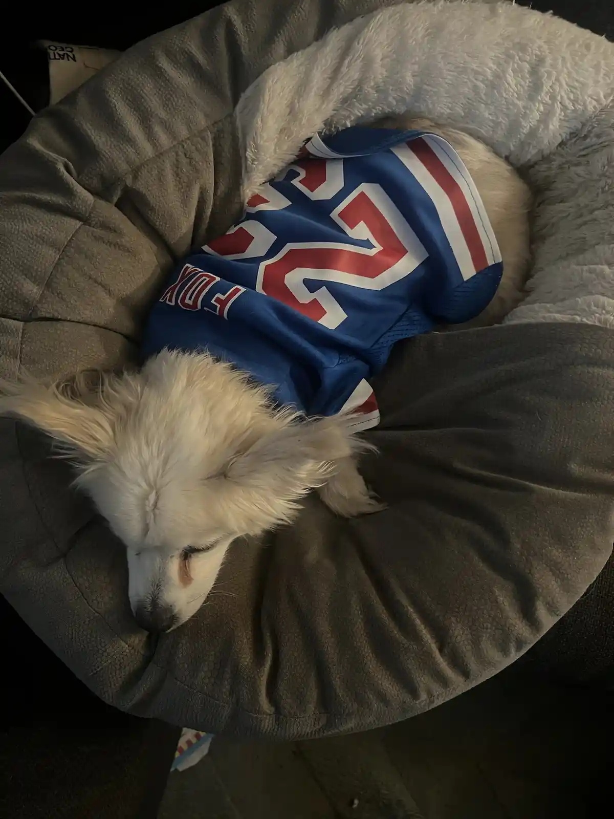 A small white fluffy dog is sleeping peacefully in a gray pet bed, wearing a blue, red, and white sports jersey with the…