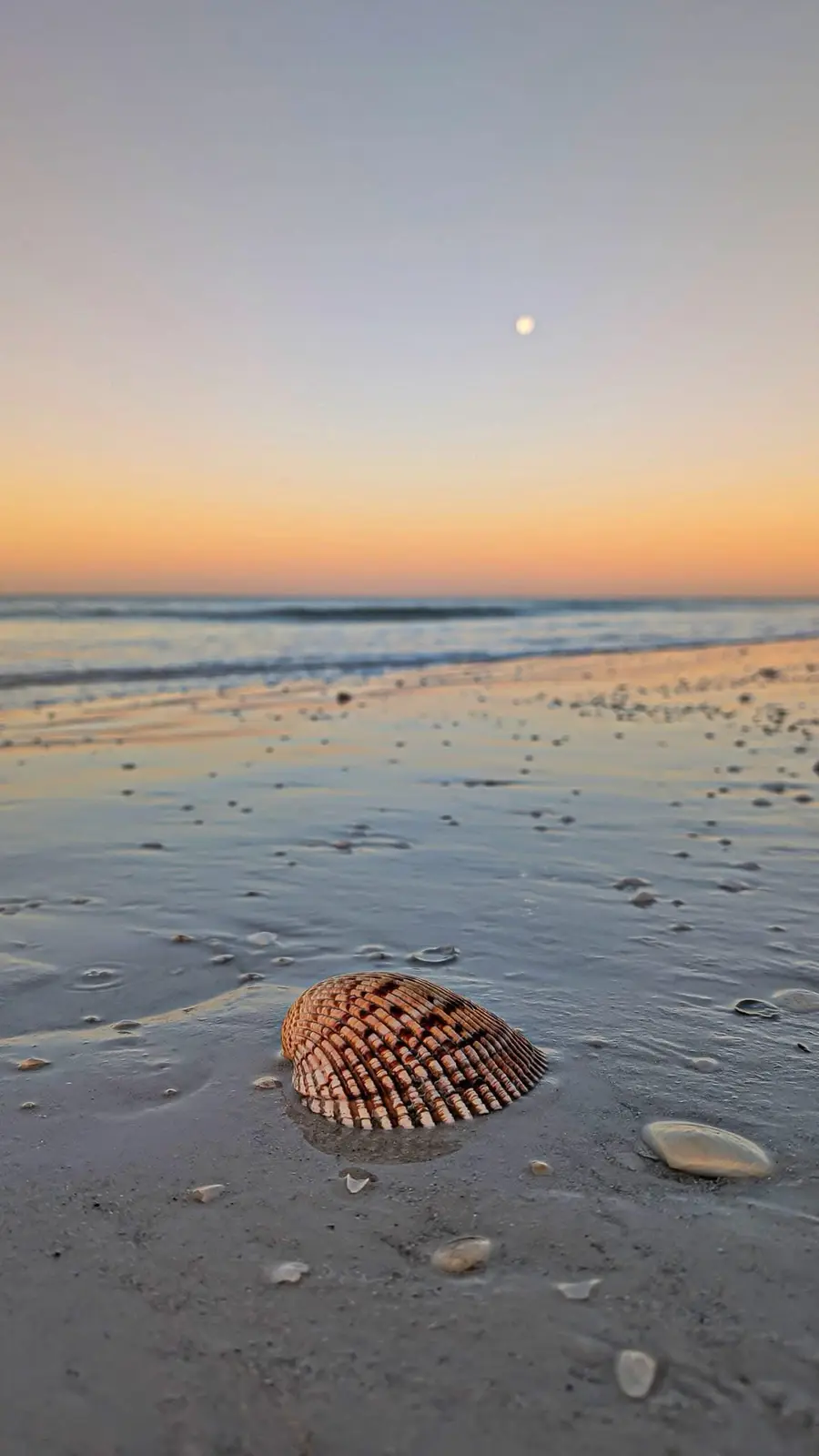 A serene beach scene at sunset or sunrise with a large, patterned seashell in the foreground on wet sand, small shells…