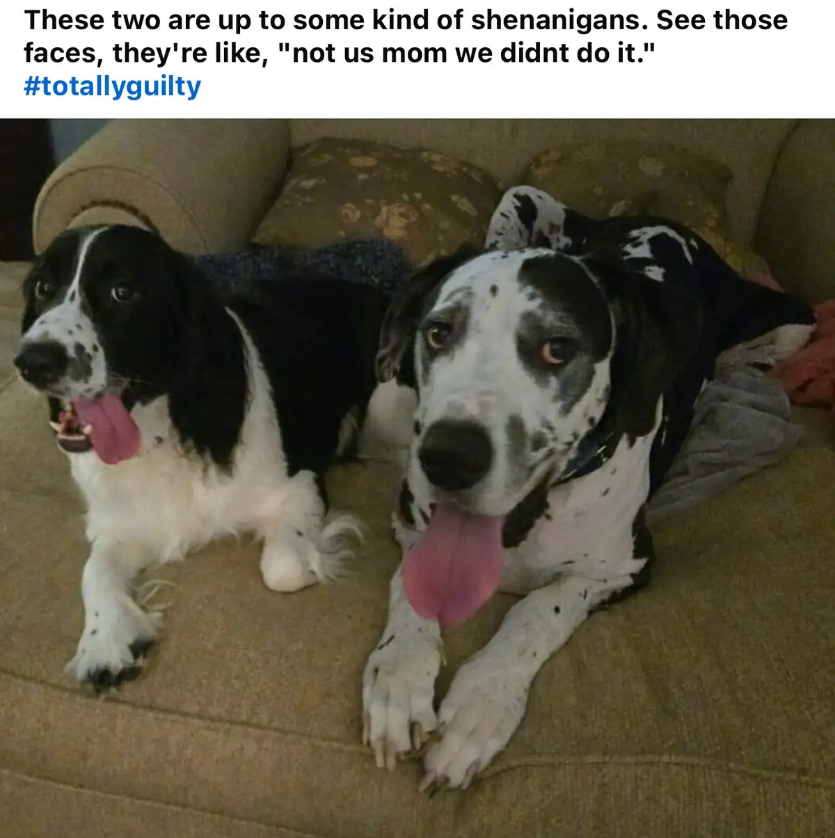 Two dogs, one black and white with floppy ears and the other black and white spotted, are lying on a beige couch with their…
