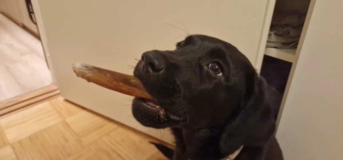 A black Labrador retriever is shown indoors, holding a long, chewed bone in its mouth while looking up with wide, pleading…