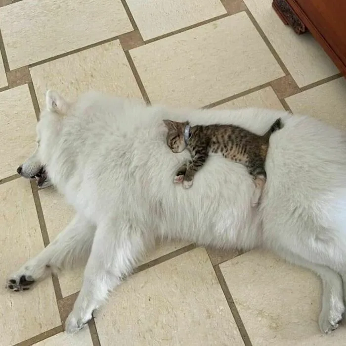A large white dog lies on a tiled floor with its mouth open in a snarl or yawn, while a small tabby kitten sleeps peacefully…