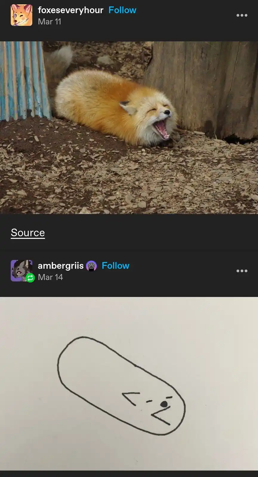 A fluffy red fox is lying on dirt and yawning widely with its eyes closed. Below it, a simple black line drawing on paper…